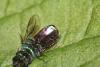 Chrysura radians